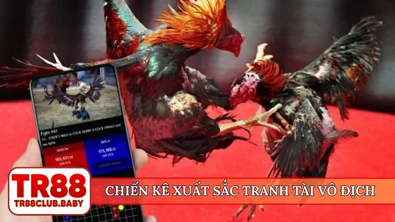 Chiến kê xuất sắc tranh tài vô địch